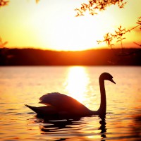 /album/galerie-photos/cygne-jpg/